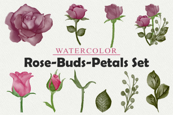 Watercolor Floral Roses Clipart for Graphics and Illustrations